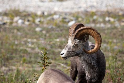 Bighorn Sheep of the Rocky Mountains in Canada Stock Image - Image of ...