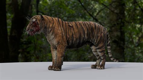 Tiger 3D Model - TurboSquid 2178097