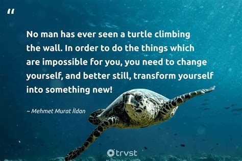 42 Turtle Quotes Teaching Patience, Self-worth, And More (2024)