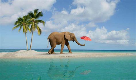 Elephant On The Beach