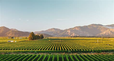 A Complete Guide To Marlborough Wine Region, New Zealand