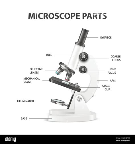 Microscope Parts, Structure Anatomy. Vector 3d Realistic White Laboratory Microscope Isolated on ...