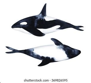 Watercolor Killer Whale Isolated On White Stock Illustration 351686351 | Shutterstock