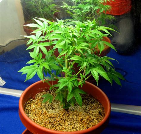 How do I germinate marijuana seeds? | Grow Weed Easy