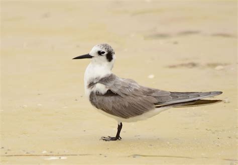 Dina's City Wildlife Adventures: A rare black tern sighting