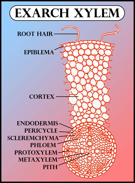 Xylem is exarch in(a) Leaf(b) Petiole(c) Stem(d) Root