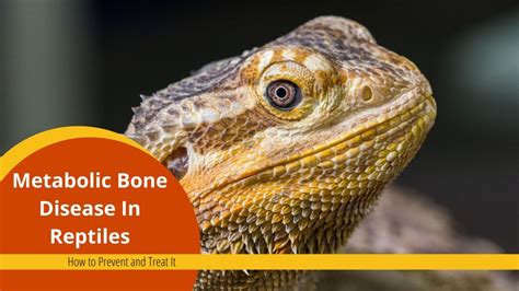 Understanding Metabolic Bone Disease in Reptiles: The Silent Threat to ...