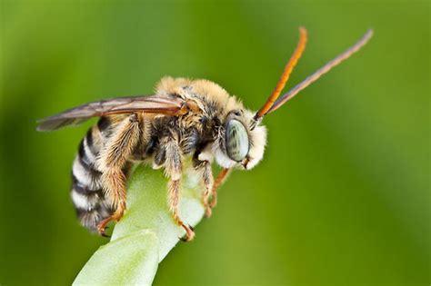 Long-horned bee - Melissodes tepaneca - BugGuide.Net