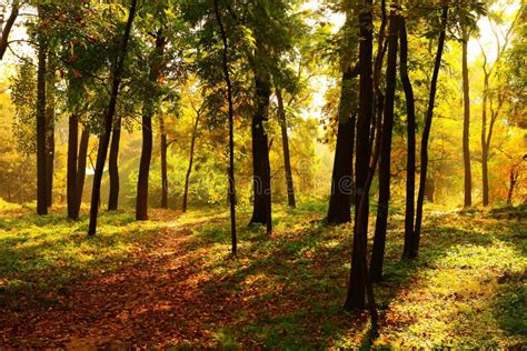 Forest in the dusk stock photo. Image of trees, plants - 7549712