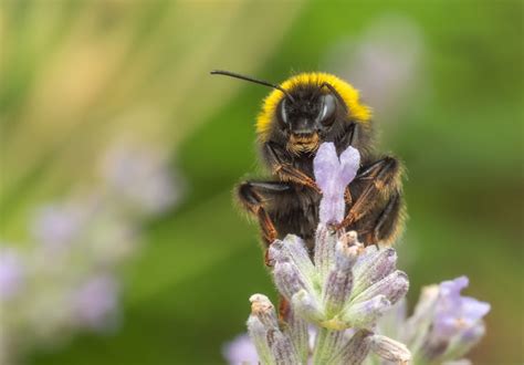 Bumblebee sting: symptoms, allergy, treatment - Archyde