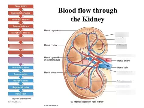 kidney blood flow Diagram | Quizlet