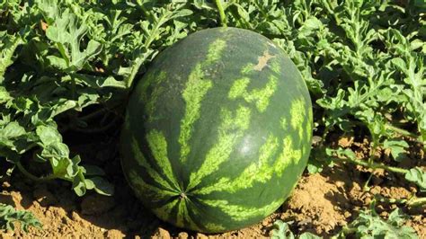 Growing Watermelon in Pots from Seeds - a Full Guide | Gardening Tips