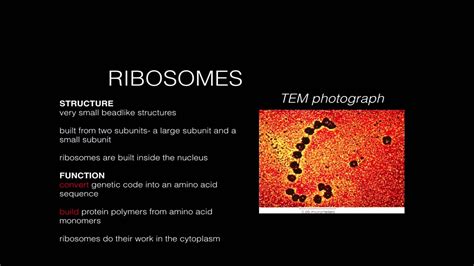 Cell Structure Function- Ribosomes - YouTube