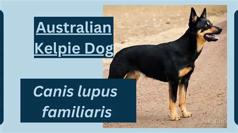 Australian Kelpie Dog Animal Facts