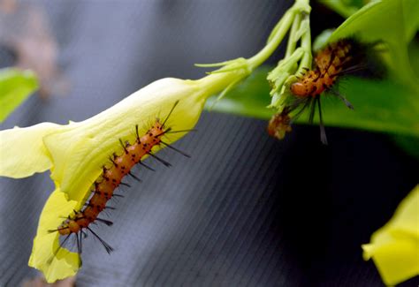 Oleander Caterpillars in Belize - What's That Bug?