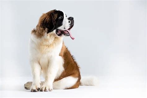 A List of Top 100+ St. Bernard Dog Names 2023