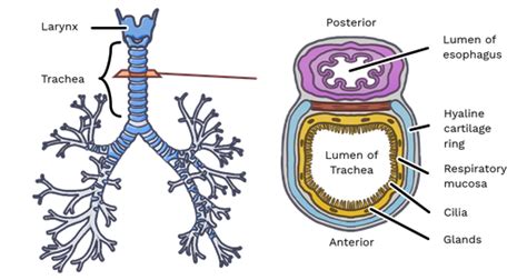 Trachea - Labster