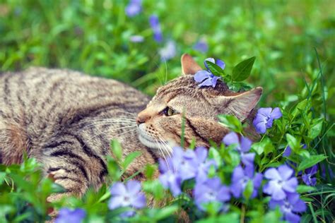 Creating the ultimate cat friendly garden – 10 top tips - Little Miss Cat