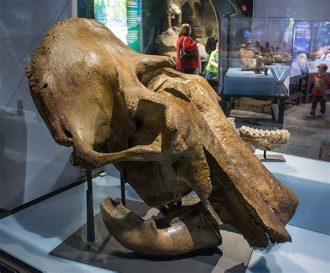 Woolly Mammoth skull and jaw - Cleveland Museum of Natural… | Flickr