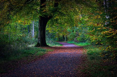 An autumn walk through the beautiful Savernake forest - Wiltshire Guide