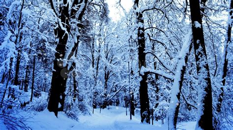 Snow falling in a forest Stock Footage,#falling#Snow#forest#Footage ...