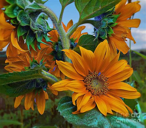 Sunflowers In A Bunch Photograph by John Kolenberg - Fine Art America