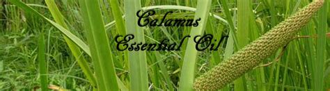 Calamus Essential Oil | One Drop At A Time Essential Oils