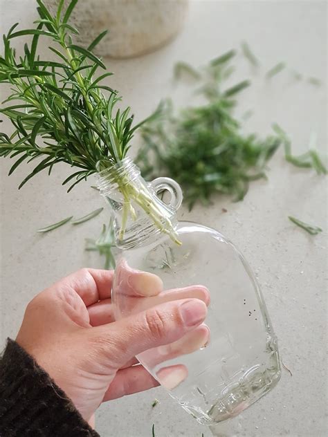 Propagating a Rosemary Plant