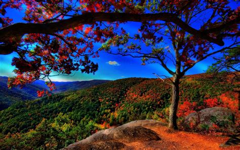 Autumn Forest Background Download Free | PixelsTalk.Net