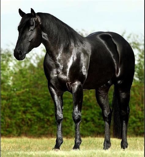 Quarter horse stallion! Pretty boy! | Horses, Quarter horse, Black horses