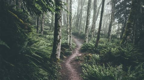 Rain forest with ferns HD wallpaper | Wallpaper Flare