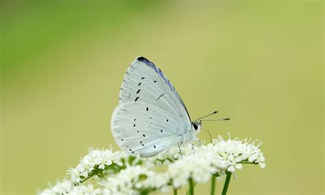 Holly Blue | Butterfly Conservation