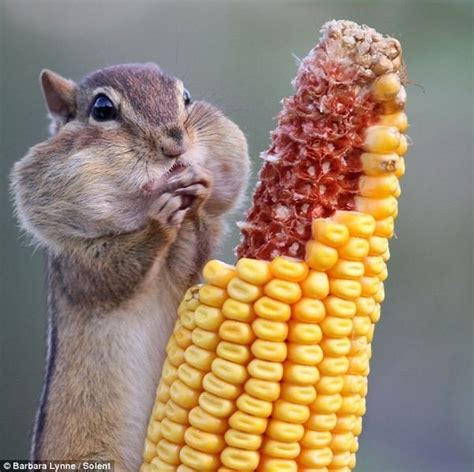 Now That's A Cheeky Chipmunk | Cute animals, Funny animals, Animal pictures