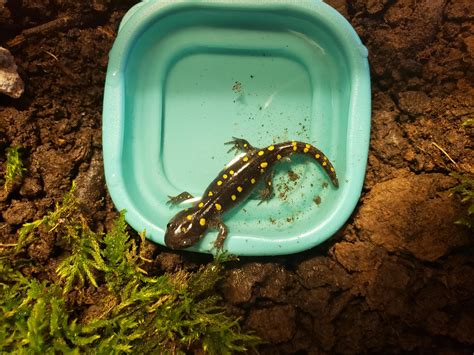 Habitat help... | Caudata.org: Newts and Salamanders Portal