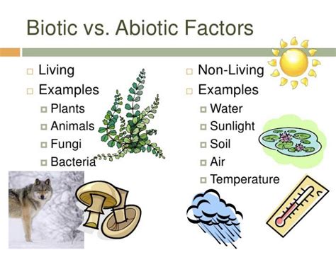 Pin by Garrett Rauckhorst on Ecology Unit | Abiotic, Biotic, Ecosystems unit