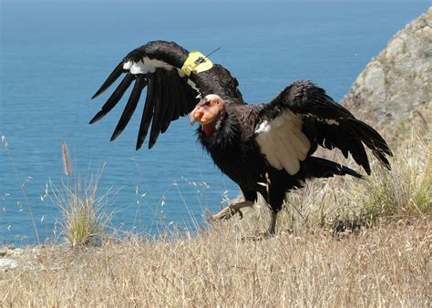 California Condor – Largest North American Land Bird - Charismatic Planet