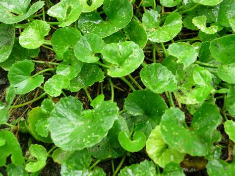 FLORA INDONESIA (Botanical Survival): PEGAGAN (Centella asiatica (L.) Urban)