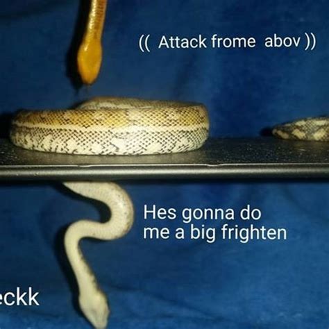 snek snoot boop | Dank Memes Amino