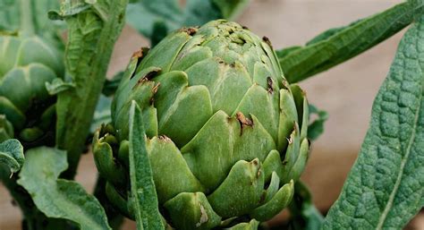 Artichokes | Kings Seeds