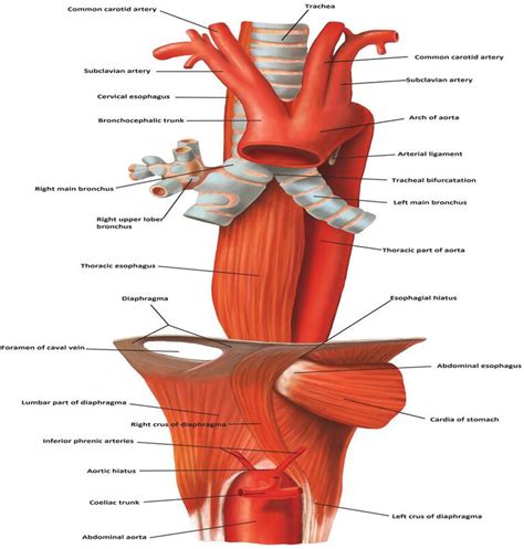 Anatomy of Esophagus | IntechOpen