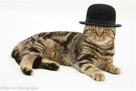 British Shorthair brown tabby cat wearing a bowler hat photo WP19633