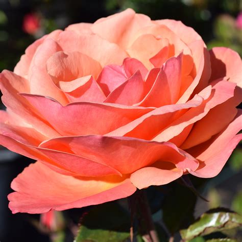 Refresh Your Landscaping With These New Rose Varieties - McCabe's ...