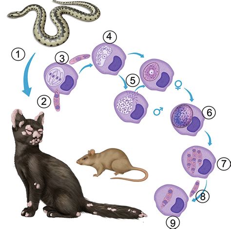 Life cycle of Caryospora bigenetica. The parasite infects the... | Download Scientific Diagram