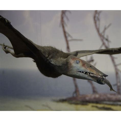 Are Pterodactyls Dinosaurs? Learn More About These Prehistoric Predators