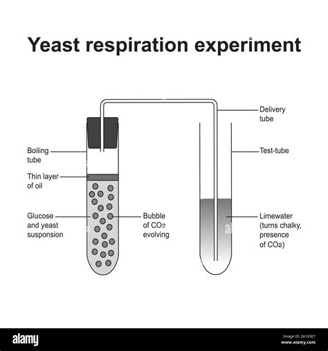 Yeast Respiration Experiment. Vector illustration Stock Vector Image ...