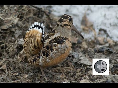 INTO NATURE Ep.4 : American Woodcock courtship displays - YouTube