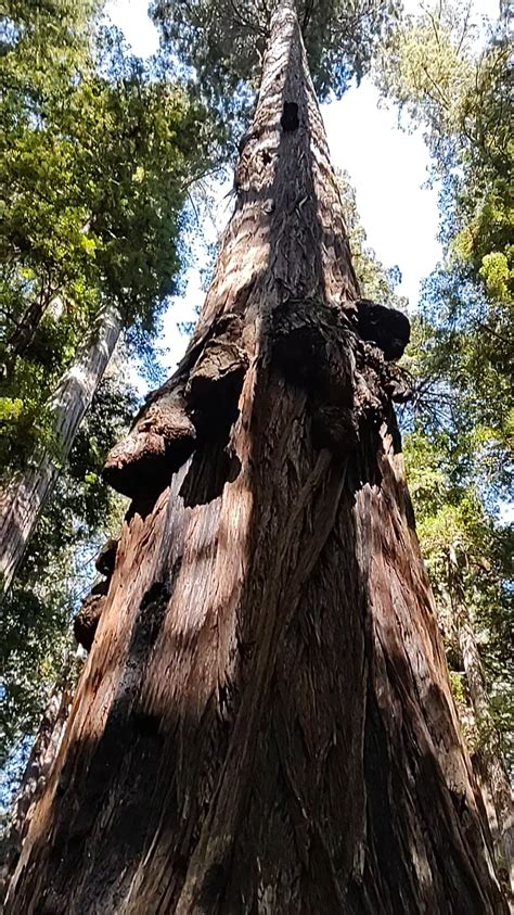 Walking in the redwoods : r/hiking