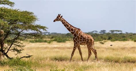 Giraffe Predators: These 5 Animals Kill and Eat Giraffes - A-Z Animals