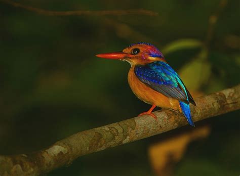 African Pygmy Kingfisher - BirdForum Opus | BirdForum