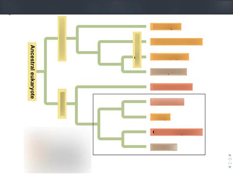 Multicellularity Diagram Pt. 1 Diagram | Quizlet